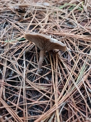 Clitocybe ditopa