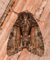 Chytonix palliatricula
