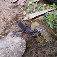 Thelyphonus sepiaris