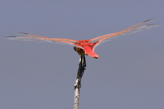 Urothemis assignata