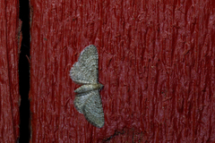 Eupithecia plumbeolata