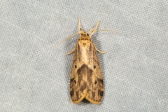 Katmeteugoa hampsonia