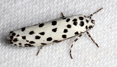 Ethmia clytodoxa