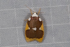 Lobobasis niveimaculata