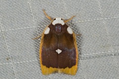 Lobobasis niveimaculata