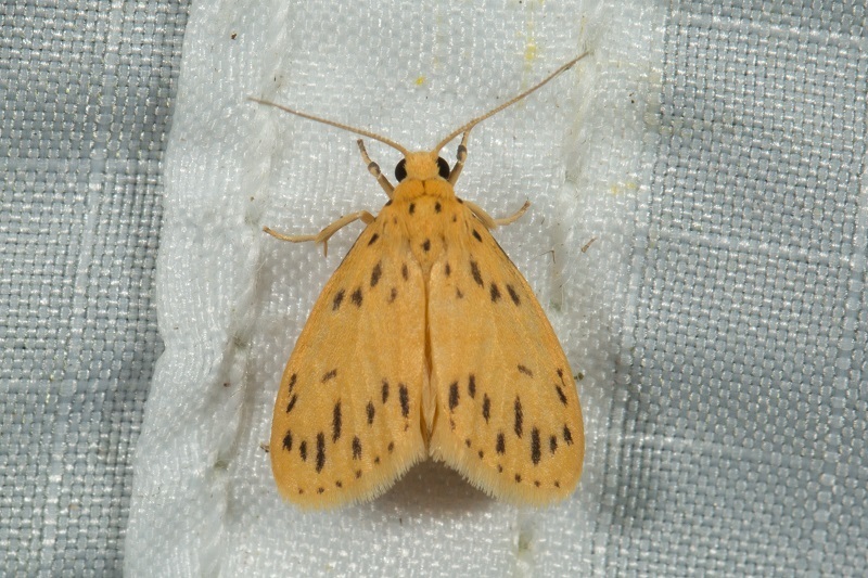 Miltochrista acutiseriata
