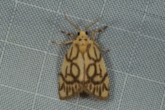 Miltochrista synestramena