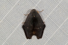 Macaduma borneana