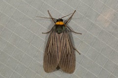 Macrobrochis staudingeri