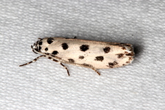 Ethmia sphaerosticha