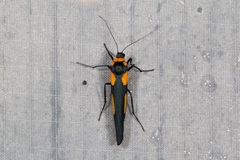 Monosyntaxis holmanhunti