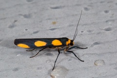 Monosyntaxis holmanhunti