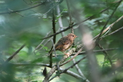 Erithacus rubecula