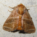 Neothosea suigensis - Photo (c) onidiras-iNaturalist, some rights reserved (CC BY-NC), uploaded by onidiras-iNaturalist
