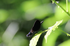 Calopteryx virgo