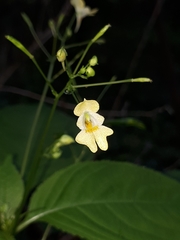 Impatiens parviflora