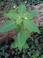 Impatiens parviflora
