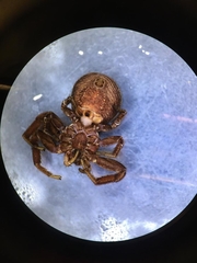 Xysticus desidiosus