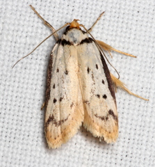 Philobota thiocrossa