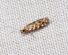 Otonoma anemois
