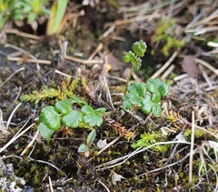 Thalictrum alpinum