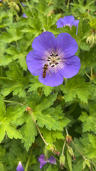 Episyrphus balteatus