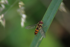 Episyrphus balteatus