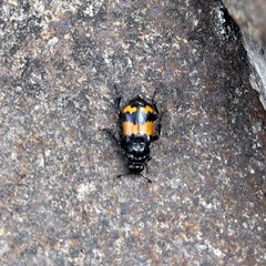 Nicrophorus investigator