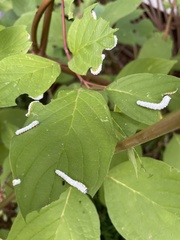 Macremphytus tarsatus