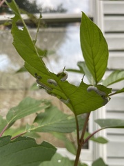 Macremphytus tarsatus