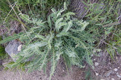 Astragalus exscapus