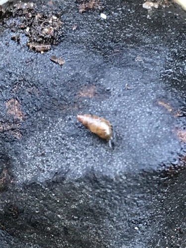 Lamellidea oblonga observed 2018-03-15