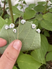 Macremphytus tarsatus