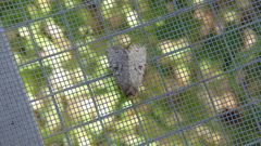 Apterogenum ypsillon