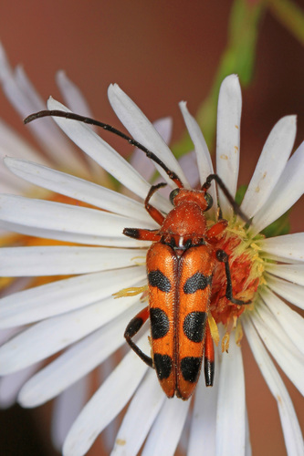 Strangalia sexnotata