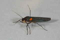 Monosyntaxis holmanhunti