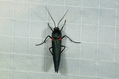 Monosyntaxis holmanhunti