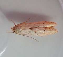 Blastobasis lacticolella