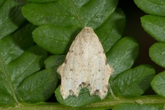 Oxacme marginata