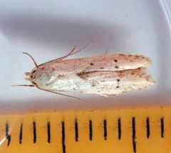 Blastobasis lacticolella