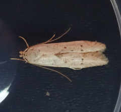 Blastobasis lacticolella