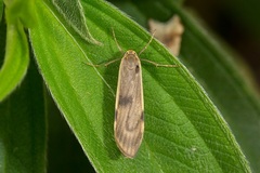 Teulisna diastropha