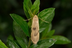 Teulisna diastropha
