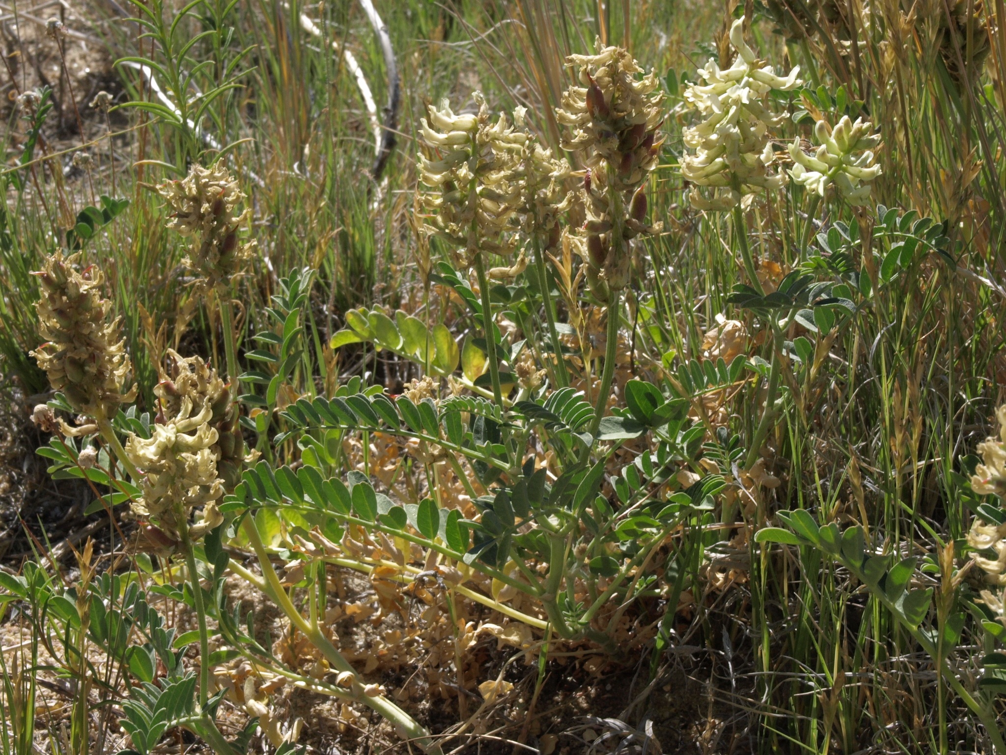 Astragalus canadensis var. brevidens