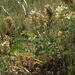 Astragalus canadensis brevidens - Photo (c) Jim Morefield, algunos derechos reservados (CC BY)