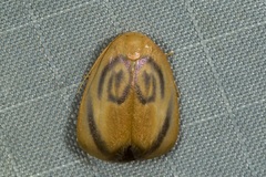 Trischalis subaurana