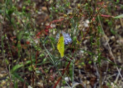 Colias croceus