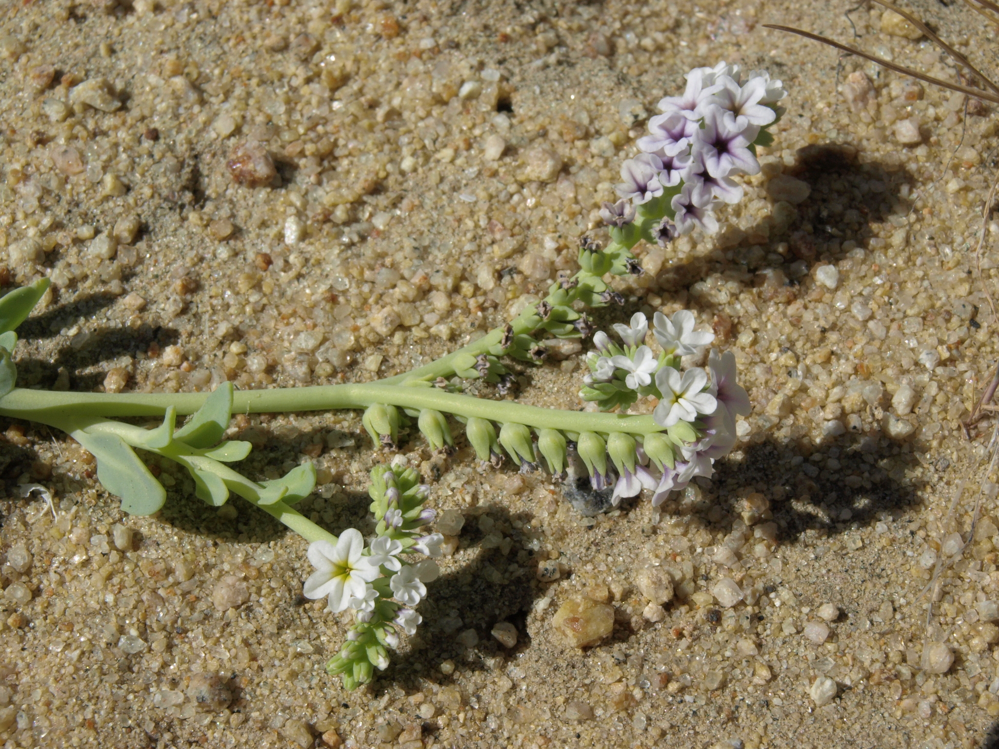 Heliotropium curassavicum var. obovatum