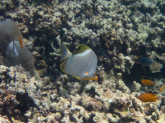 Chaetodon xanthocephalus