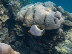 Chaetodon xanthocephalus